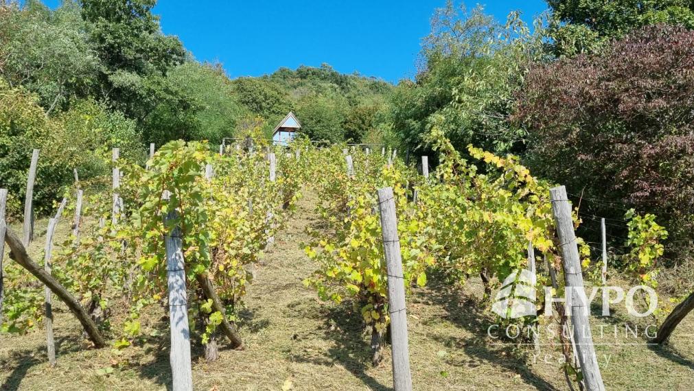 Vínny domček – oáza pokoja pod lesom s výhľadom