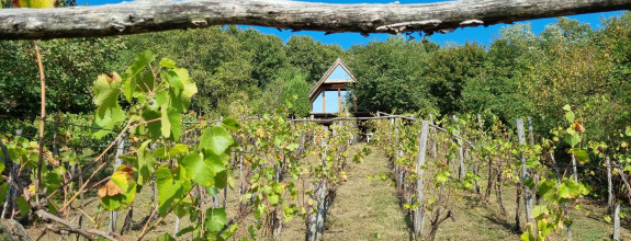 Vínny domček – oáza pokoja pod lesom s výhľadom